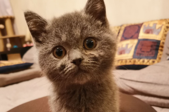 猫为什么拉稀