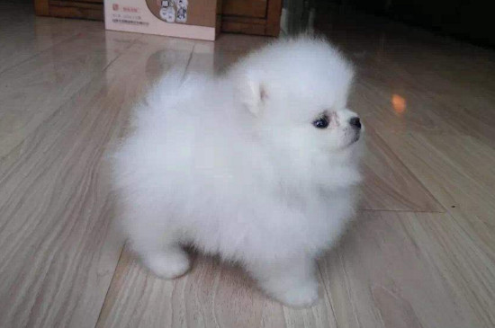 博美幼犬怎么养