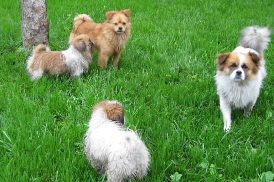 幼犬狗粮怎么喂