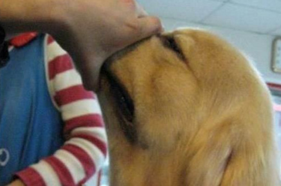 金毛犬怎么看纯不纯