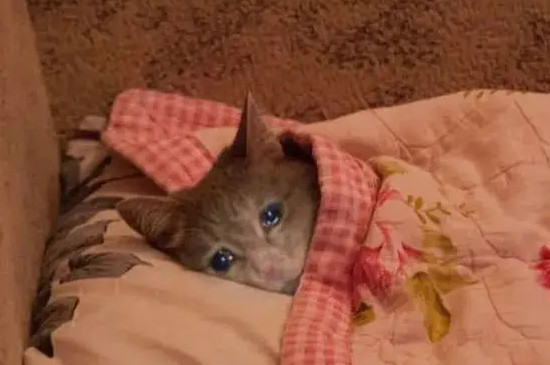 猫咪流眼泪是怎么回事怎么解决