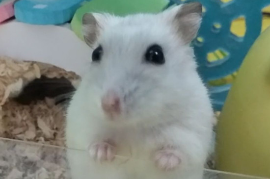 仓鼠可以吃红枣吗
