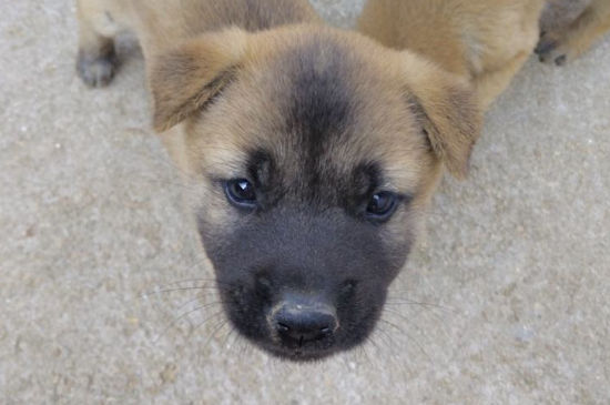 狗有狂犬病能活多久