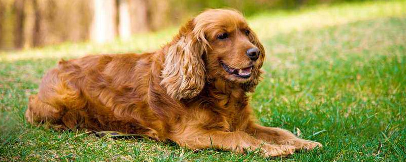 美国可卡犬好养吗
