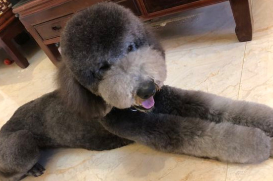 贵宾犬的禁忌