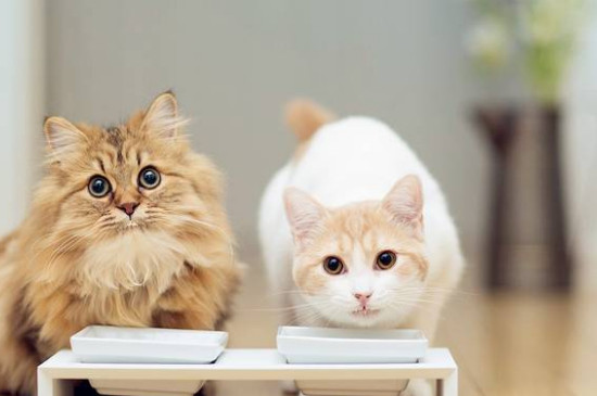 猫成年需要几个月