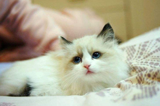 猫躺着的时候身体哆嗦