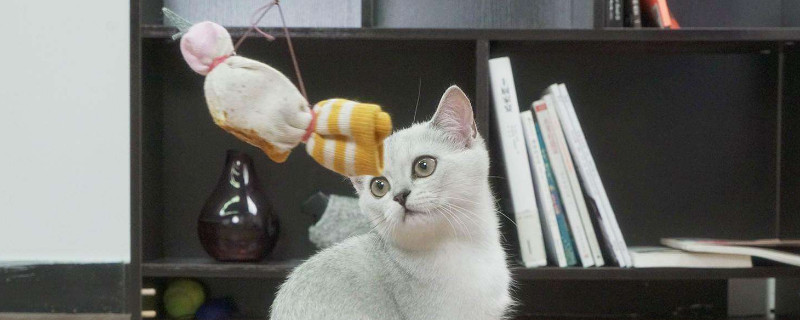 自制非常简单逗猫棒