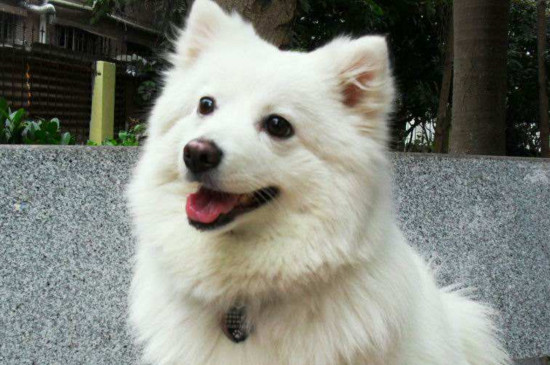 银狐犬怎么养
