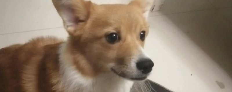 怎样看出柯基开不开心