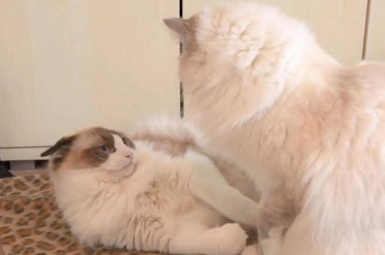 猫咪认可主人的六个表现