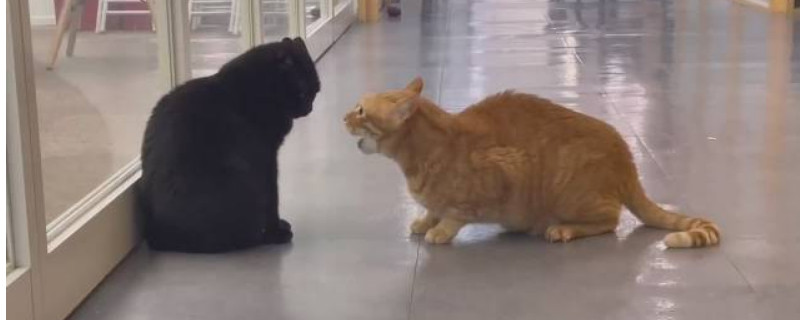 猫喝牛奶会怎样