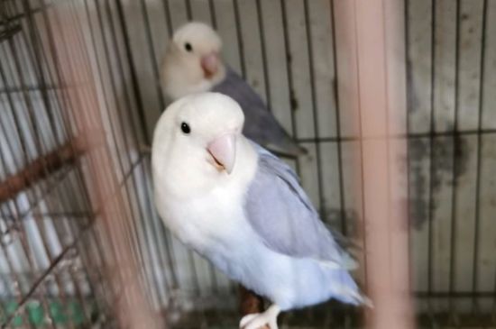 牡丹鹦鹉踩背前兆