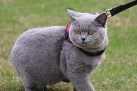 英短蓝猫认主人的表示