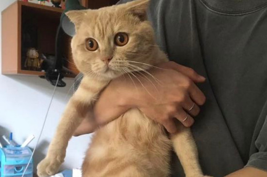 猫放屁很臭怎么办