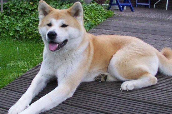 柴犬与秋田犬的区别