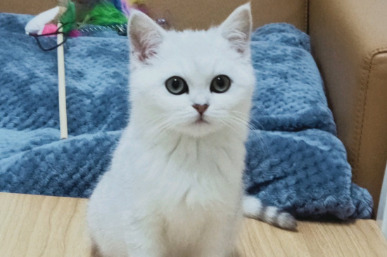 猫咪尿失禁是什么问题