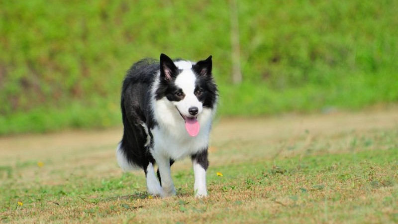 十大聪明犬排名