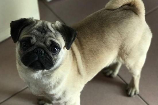 巴哥犬讨厌主人的表现