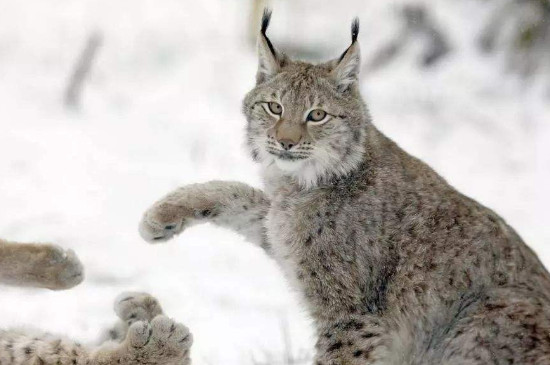短尾猫多少钱一只，短尾猫的价格介绍