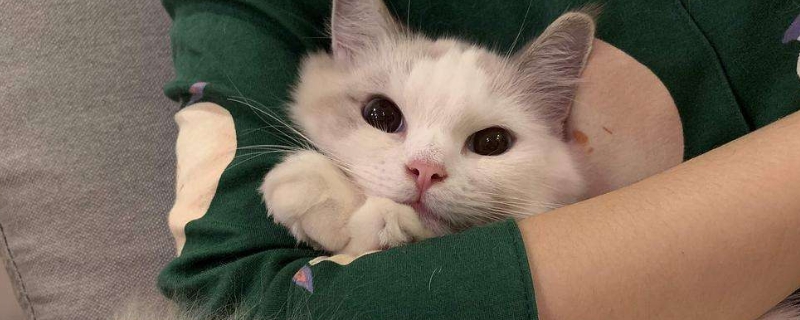 猫叫春为什么那么吓人
