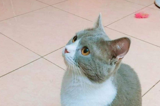 猪肝怎么处理给猫吃