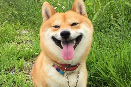 柴犬被打后的心理