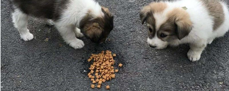 狗把食物埋起来预示什么
