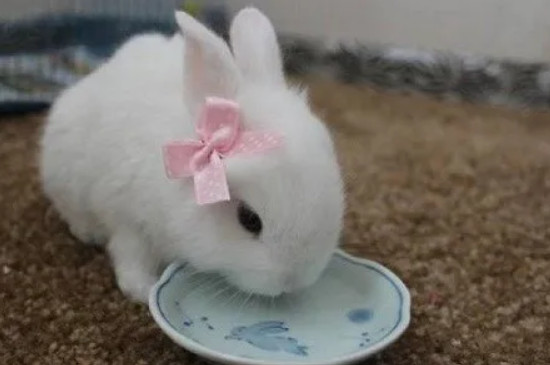 一到三个月幼兔的喂养方法