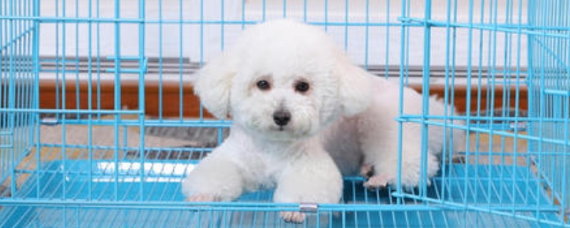 狗进笼子一直叫怎么办