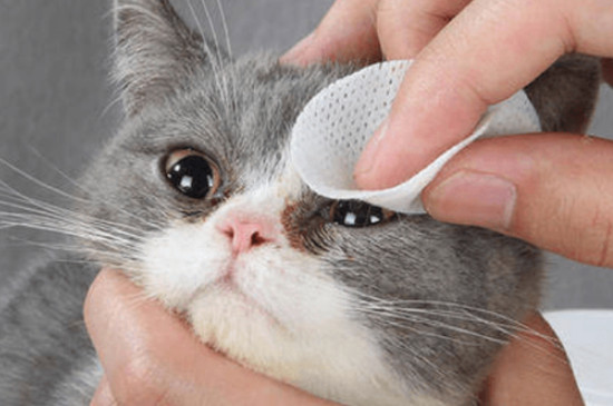 猫眼睛流泪是怎么回事