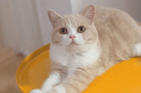 英短猫太臭