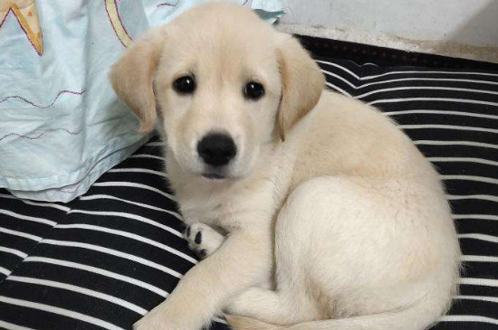 拉布拉多幼犬越打越凶