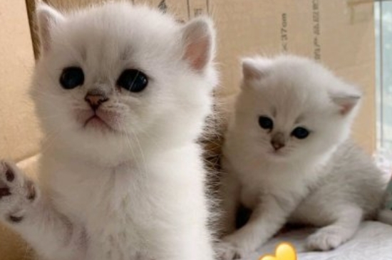 小猫多大可以吃猫粮