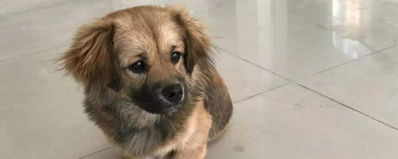狗狗的肠胃炎死亡征兆
