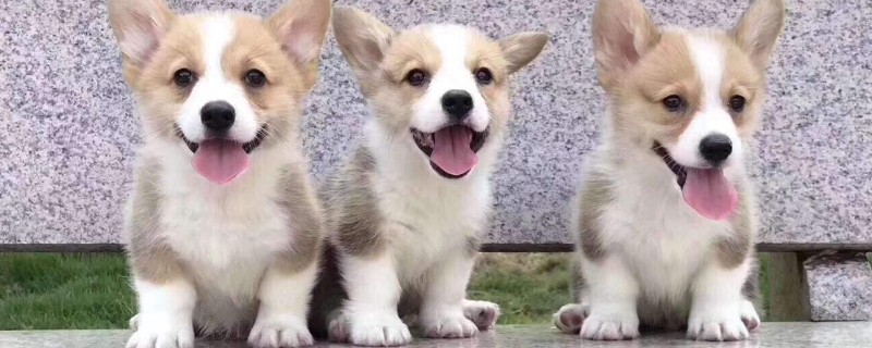 买狗注意事项