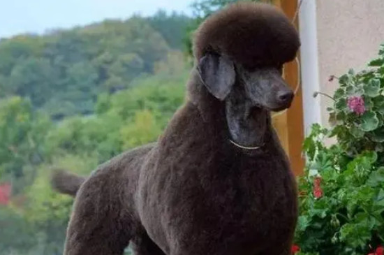 巨贵犬好养吗,有什么注意事项