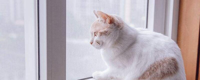 猫咪不能吃什么