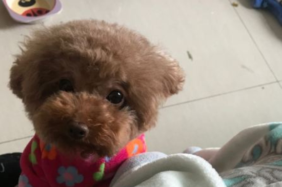 6岁的泰迪是不是很老