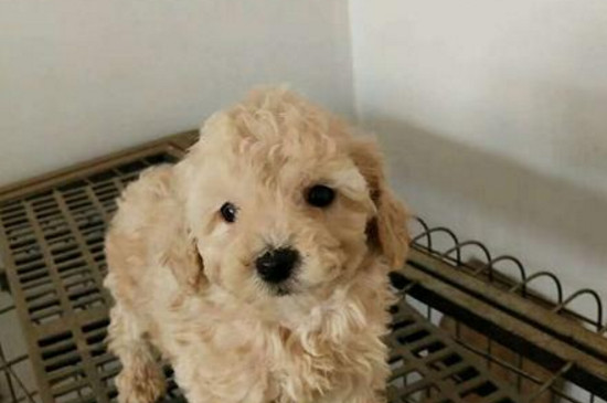 泰迪狗狗能吃鸡蛋吗