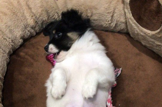 狗狗饿两天没事吧