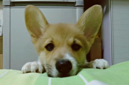 狗能吃蛋黄吗