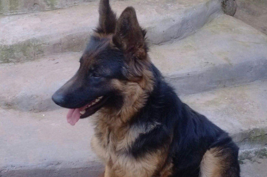 德国牧羊犬吃什么