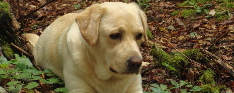 拉布拉多犬体重表