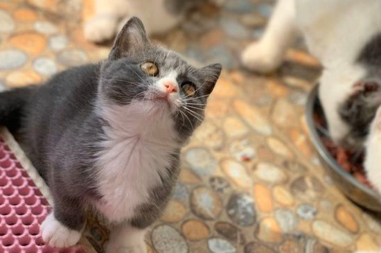 矮脚猫为什么不好繁育