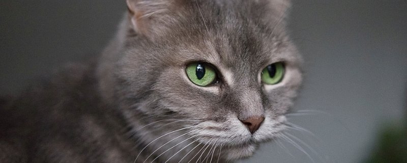 猫的腹部一抽一抽