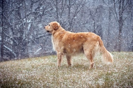 狗狗犬瘟热症状，呕吐腹泻体温异常还会浑身抽搐