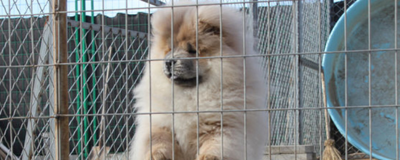 松狮吃什么