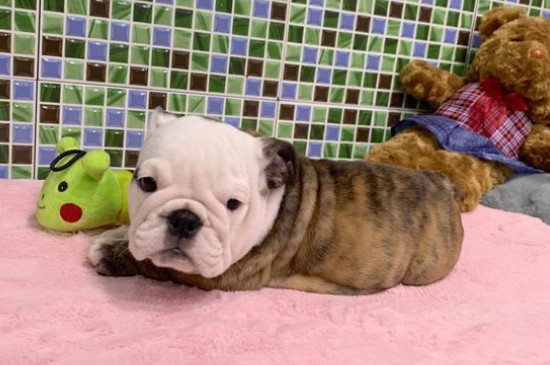 斗牛犬好养吗