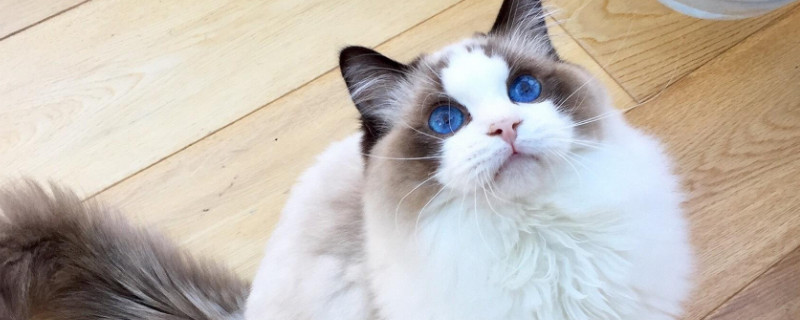猫能吃核桃仁吗